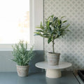 Faux Rosemary Plant Olive Topiary Set-of-2 Premium Artificial Indoor Plants in Grey with Lifelike Leaves for Realistic Natural