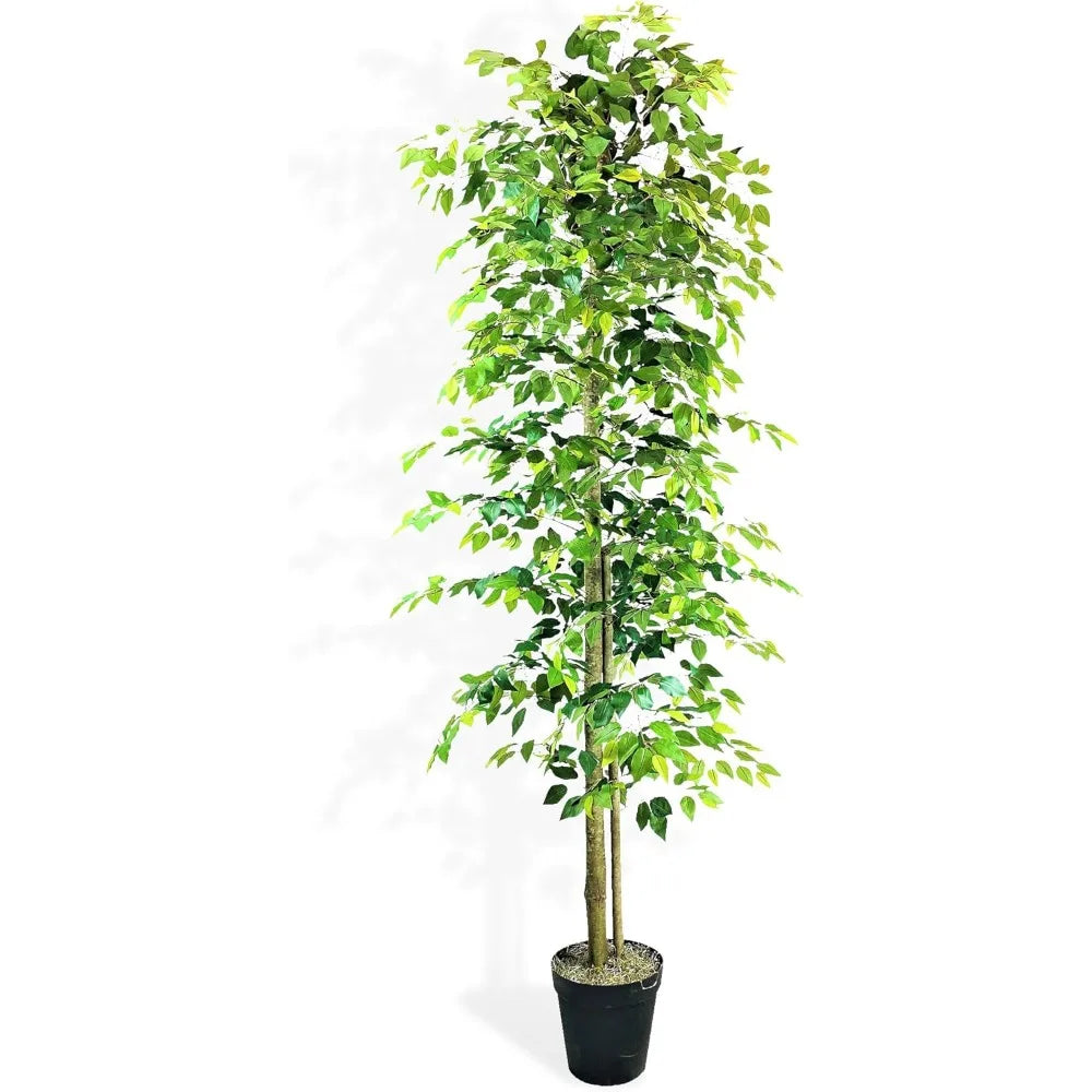 10ft Ficus Tree in Black Plastic Pot - Real Wood Trunk, No Maintenance Indoor Plant - Living Room, Home & Office Decor