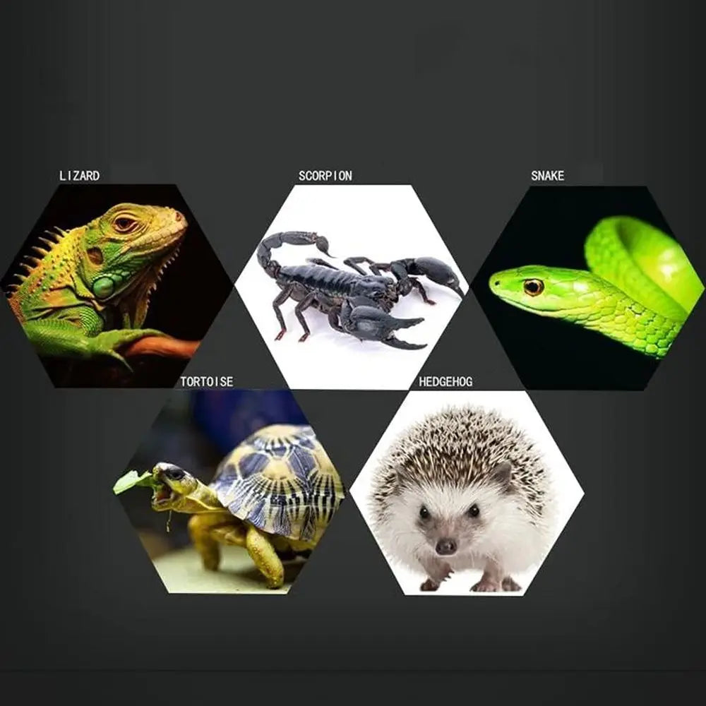 Glass Enclosure for Reptiles: Compact 10x8.5x15 cm Clear Terrarium for Lizards, Tortoises, and Snakes