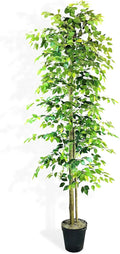 10ft Ficus Tree in Black Plastic Pot - Real Wood Trunk, No Maintenance Indoor Plant - Living Room, Home & Office Decor